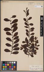 Foto von Salix aurita L.